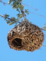 Bird nest hanging on a tree. Free public domain CC0 photo.