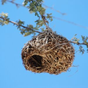 Make drawings of nests