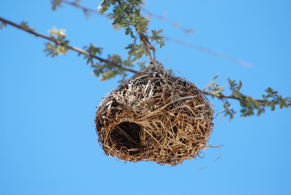 Bird nest hanging on a tree. Free public domain CC0 photo.