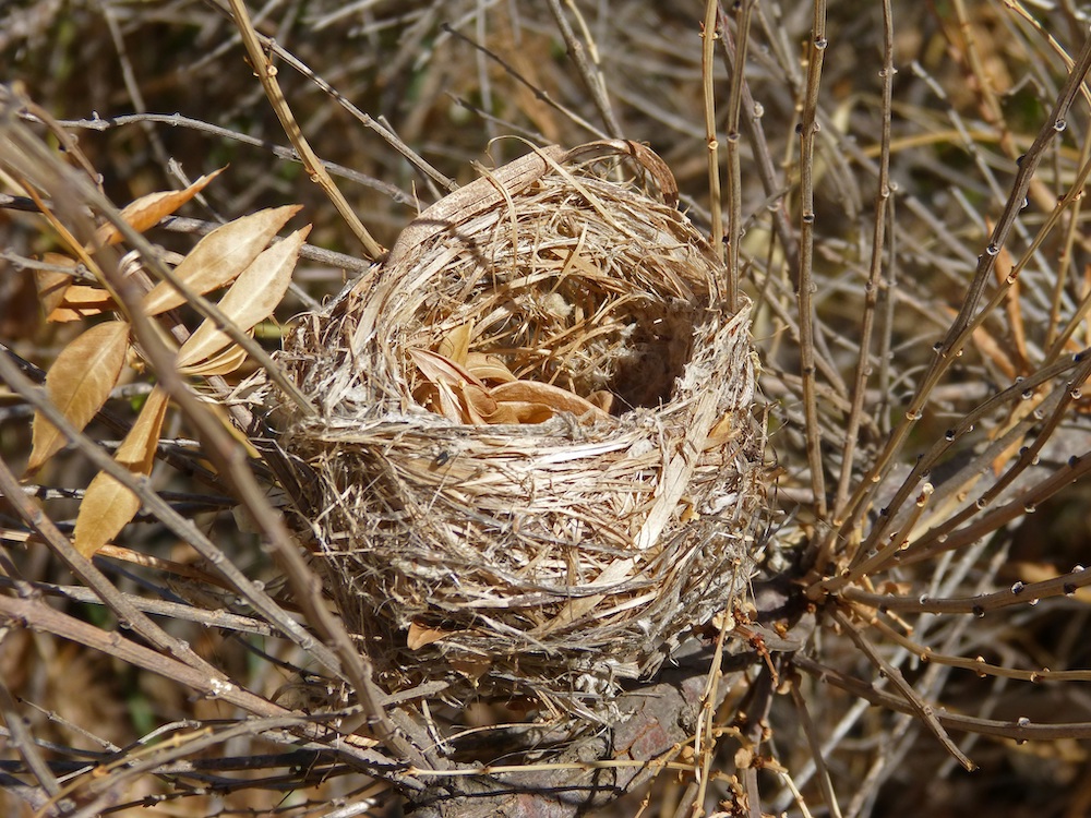 Birds nest in tree, nature photography. Free public domain CC0 image.