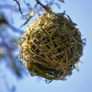 Birds nest in tree, nature photography. Free public domain CC0 image.