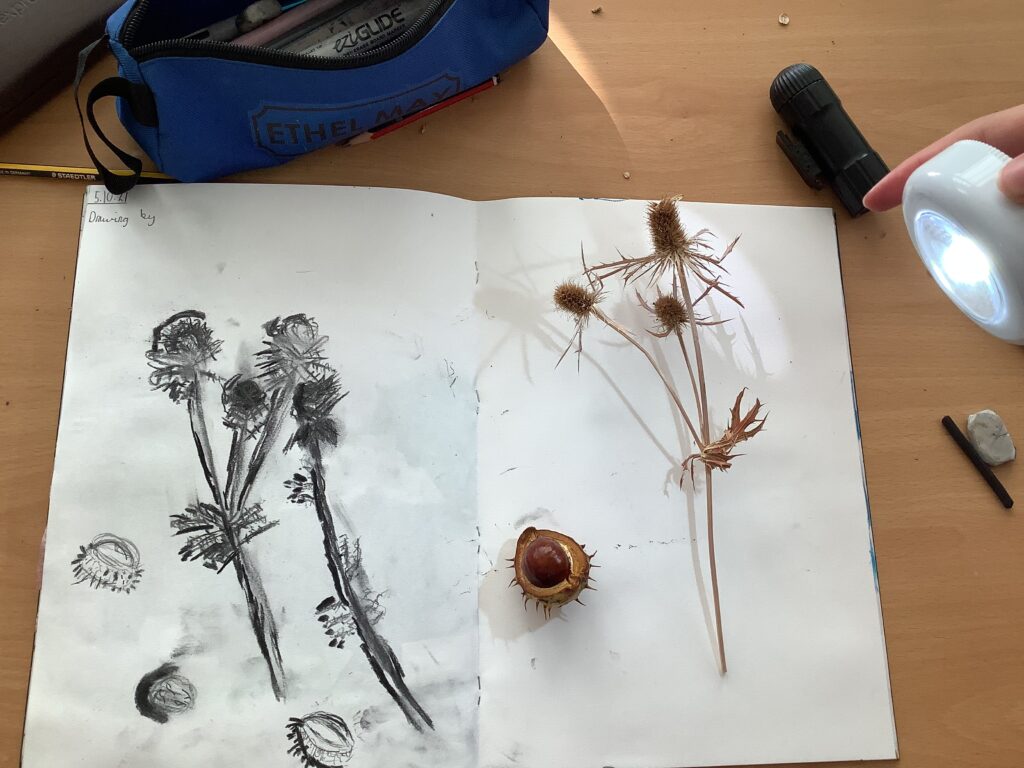 An observational drawing of a conker.