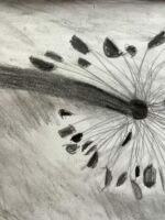 Charcoal drawing of a dandelion