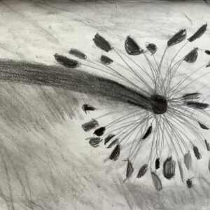 Charcoal drawing of a dandelion