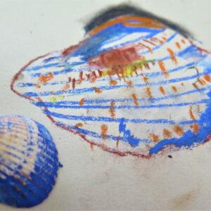 A colour study of a shell.