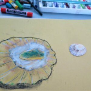 Observational drawing of a shell using chalk pastel.