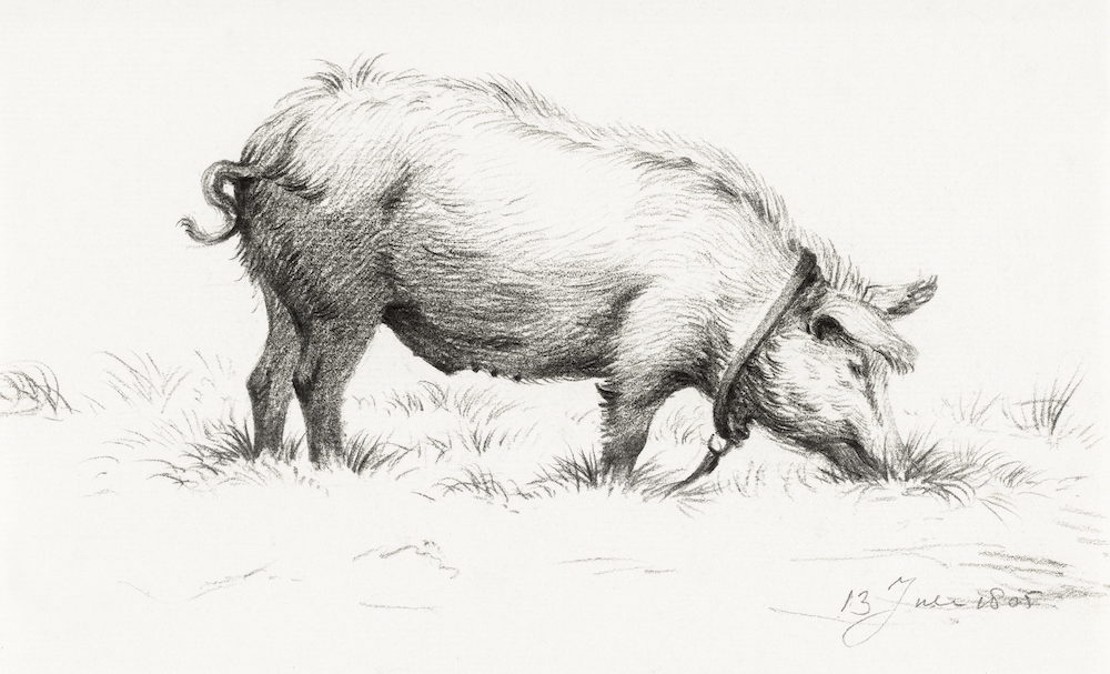 Standing pig in the grass (1805) by Jean Bernard (1775-1883). Original from The Rijksmuseum. Digitally enhanced by rawpixel.