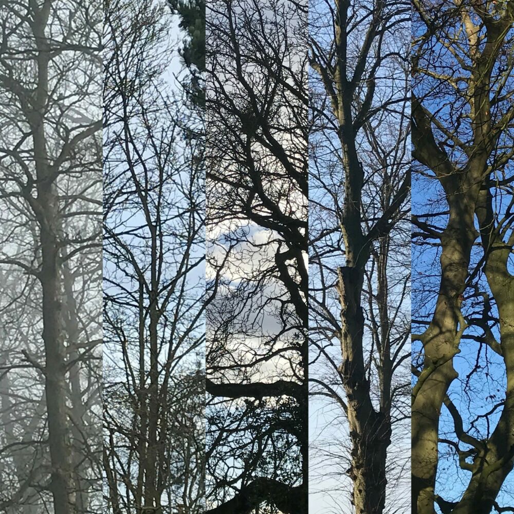 A digital collage of trees.