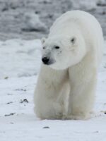 Free polar bear image, public domain animal CC0 photo.