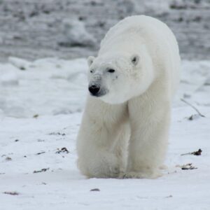 Make drawings of polar bears