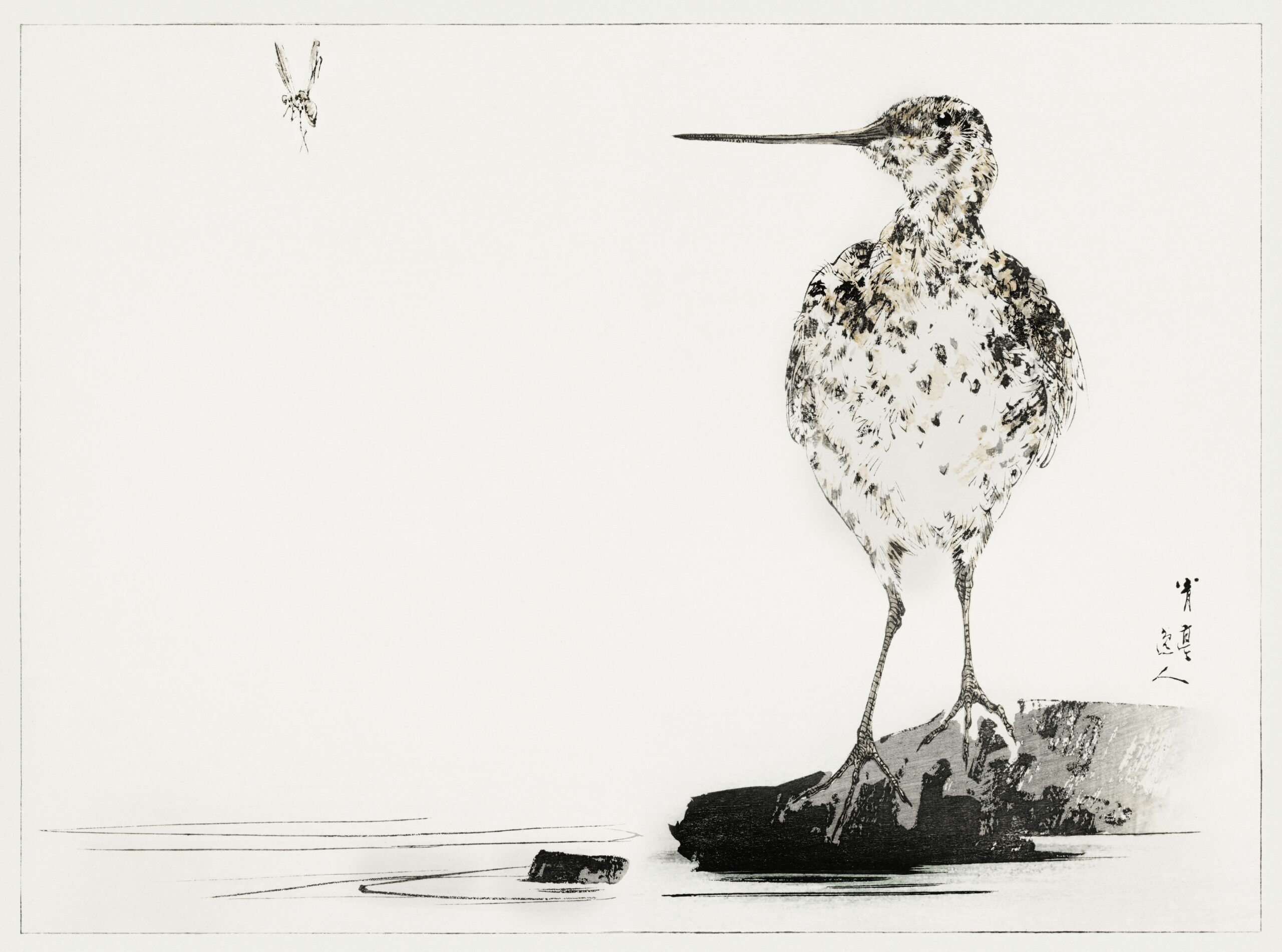 Common snipe, illustration from Bijutsu Sekai (1893-1896) by Watanabe Seitei, a prominent Kacho-ga artist. 