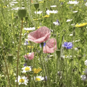 wild flower meadow