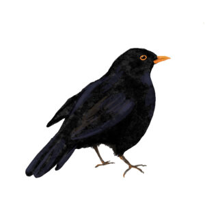 Lou as a Blackbird by Tobi Meuwissen