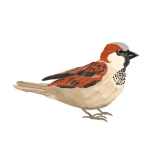 Paula as a Sparrow by Tobi Meuwissen
