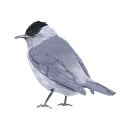 Chris as a Blackcap by Tobi Meuwissen