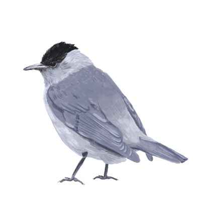 Chris as a Blackcap by Tobi Meuwissen Chris as a Blackcap by Tobi Meuwissen