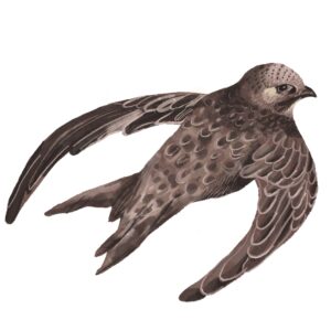 Sheila as a Swift by Tobi Meuwissen