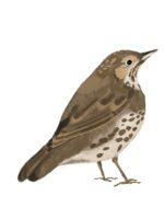 Andrea as a Song Thrush by Tobi Meuwissen