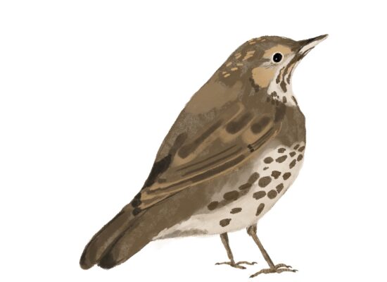 Andrea as a Song Thrush by Tobi Meuwissen