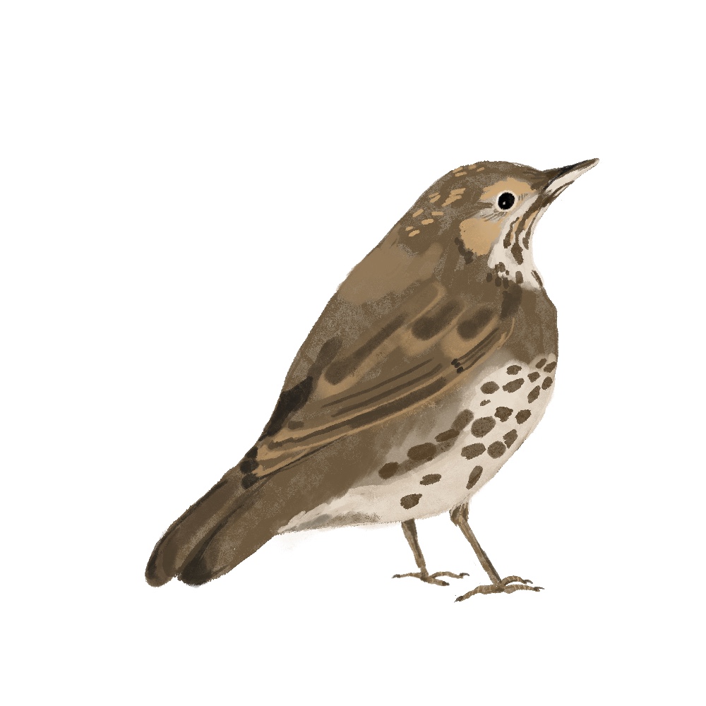 Andrea as a Song Thrush by Tobi Meuwissen