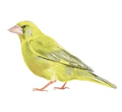 Kate as a Greenfinch by Tobi Meuwissen