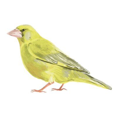 Kate as a Greenfinch by Tobi Meuwissen Kate as a Greenfinch by Tobi Meuwissen