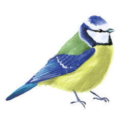 Anne as a Blue Tit by Tobi Meuwissen