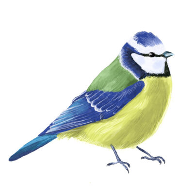 Anne as a Blue Tit by Tobi Meuwissen Anne as a Blue Tit by Tobi Meuwissen