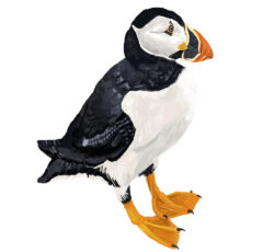 Susan as a Puffin by Tobi Meuwissen