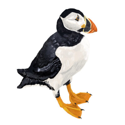 Susan as a Puffin by Tobi Meuwissen Susan as a Puffin by Tobi Meuwissen