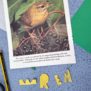 Collaged Wren by Charlotte Puddephatt
