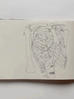Drawing of a Rib Cage by Rowan Briggs Smith