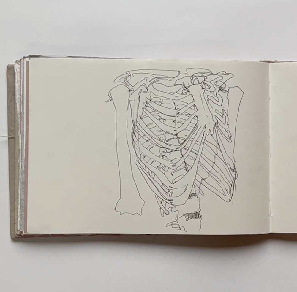 Drawing of a Rib Cage by Rowan Briggs Smith