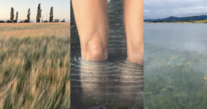 photomontage of wheat field and water