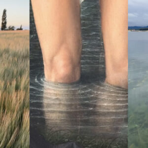 photomontage of wheat field and water